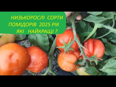 Видео: НИЗЬКОРОСЛІ  СОРТИ  ПОМІДОРІВ,  ЯКІ  МИ  ВИРОЩУЄМО  У 2025 РОЦІ.  ЯКІ НАЙКРАЩІ?