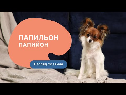 Видео: Папильон (папийон) - шоу «Ожидание/реальность»