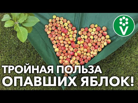 Видео: КУДА ДЕВАТЬ ОПАД ЯБЛОК?! Утилизируйте падалицу с ПОЛЬЗОЙ!