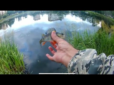 Видео: Рыбалка на поплавок в Полюстровском пруду /  Санкт-Петербург