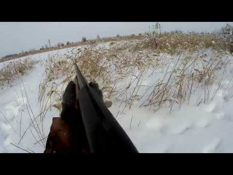 Видео: Подпустил на два метра. Тропление новогоднего зайца. Охота на косого.