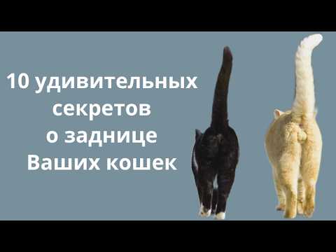 Видео: 10 удивительных секретов о заднице Ваших кошек.