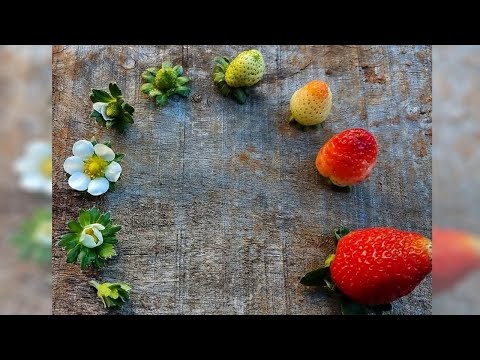 Видео: "Как проживать симптомы трансформации"