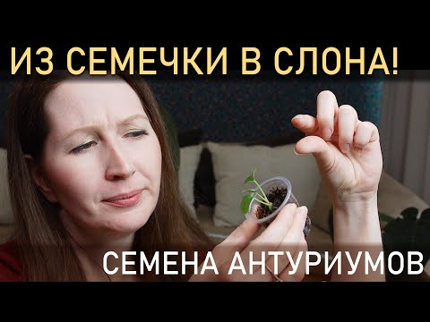 Видео: ИЗ СЕМЕЧКИ В СЛОНА! Как я выращиваю семена антуриумов