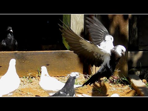 Видео: Приучаем Новых голубей!