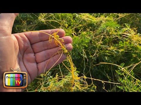 Видео: Увидите этот сорняк-паразит у себя на огороде срочно принимайте меры иначе он уничтожит ваш огород.