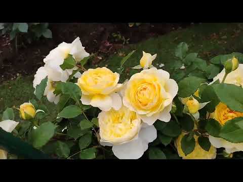 Видео: Розы в моем саду на Урале начинают цветение.