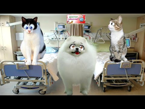 Видео: СРОЧНО К ВРАЧУ! Лучшие Ролики про ЛЕЧЕНИЕ и СПАСЕНИЕ животных! Подряд 6 серий!