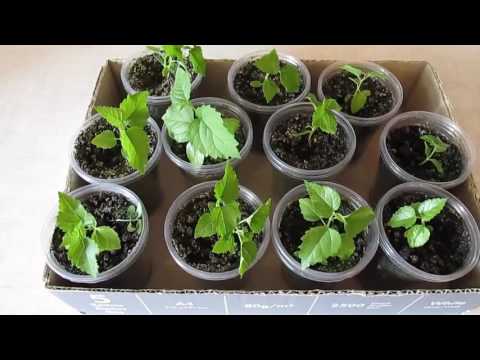 Видео: Как посадить шелковицу из семян (3 часть)