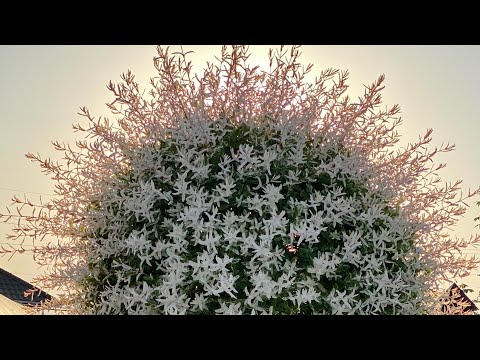 Видео: Верба Хакуро-Нішикі, вирощування, обрізка верби восени , підготовка до зими.