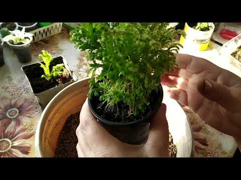 Видео: Селагинелла. Размножение.
