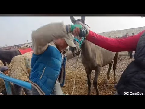 Видео: ЖЫЛКЫ БАЗАР ТОКМОК МАЛ БАЗАР 5-ОКТЯБРЬ 2025ж Аттар/ТАЙЛАР/БЭЭЛЕР/тартылган тасма