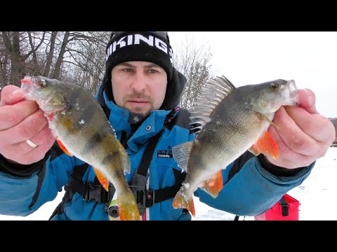 Видео: Такого Жору на Балансир Ще Не Було. Приманка в Шахту Залітала