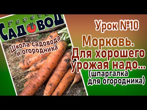 Видео: МОРКОВЬ. Для хорошего урожая надо.  Урок №10