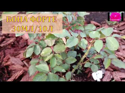 Видео: РОЗЫ. ЧЕМ ПОДКОРМИТЬ И ОБРАБОТАТЬ В МАЕ