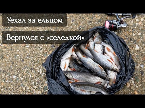 Видео: Мормышинг. Уехал за ельцом - вернулся с пакетом «селедки». Ловля ОГРОМНЫХ ельцов на ультралайт