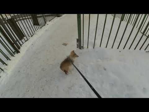 Видео: Прогулка  с Юми   Шелти  18 02 21