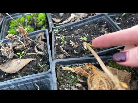 Видео: Это идея 👌 Удивительная зимовка невесты и крупнолистных гортензии. 04.05