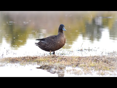 Видео: Как сделать охоту с подсадной уткой комфортной для себя и для утки. Инвентарь охотника подсадника.