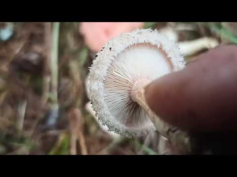 Видео: Волнушка белая, сравнение с рыжиком.                               #гриббелянка#грибволнушка#огрибах