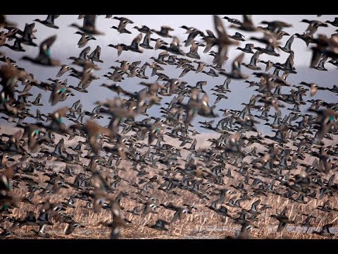 Видео: Охота в Сибири. Чирковый рай. Мр-153 опять сломалась.