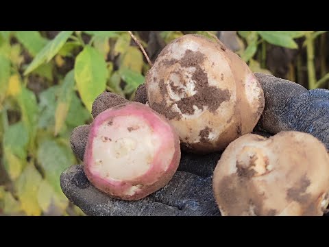 Видео: Первая копка топинамбура 7 ноября. Рановато...