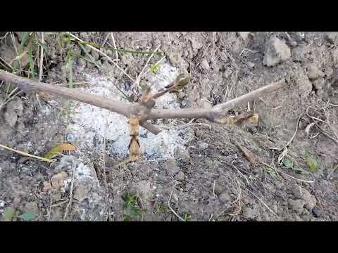 Видео: Заморозок на винограднике 27.04 2025