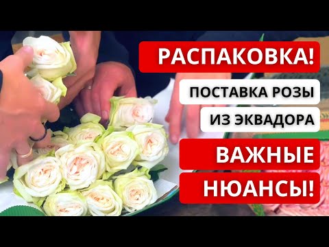 Видео: 💥 РАСПАКОВКА ПОСТАВКИ РОЗЫ ИЗ ЭКВАДОРА! Что нужно учитывать и делать, когда принимаем поставку?