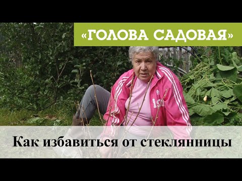 Видео: Голова садовая - Как избавиться от стеклянницы