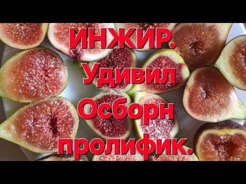 Видео: ИНЖИР. УДИВИЛ ОСБОРН ПРОЛИФИК.