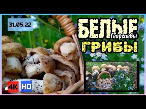 Видео: За грибами, по грибы рядовка майская где растет как выглядит