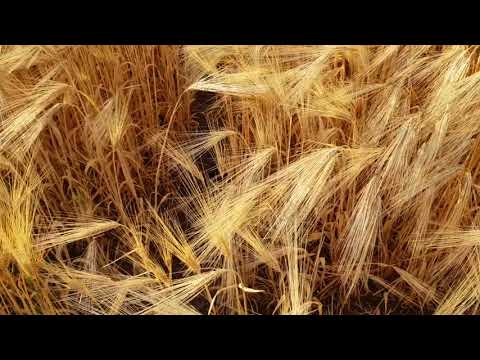 Видео: Выращивание озимого ячменя. No-till 12.06.2018 Уборка ячменя  и посев покровных культур