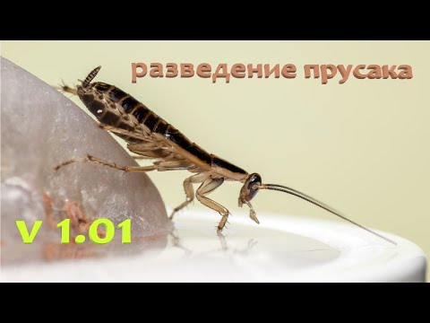 Видео: Ч. 1 Разведение домашних рыжих тараканов (Blattella germanica) / Они же Стасики, они же Прусаки