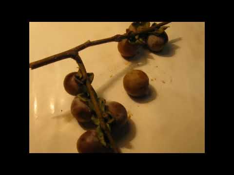 Видео: Впервые пробую хурму кавказскую