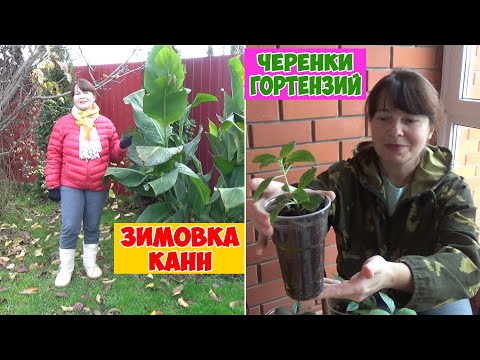 Видео: Как сохранить КАННЫ ЗИМОЙ? РЕЗУЛЬТАТ ЧЕРЕНКОВАНИЯ ГОРТЕНЗИЙ! Еще раз про зимовку БЕГОНИЙ! + Буян!