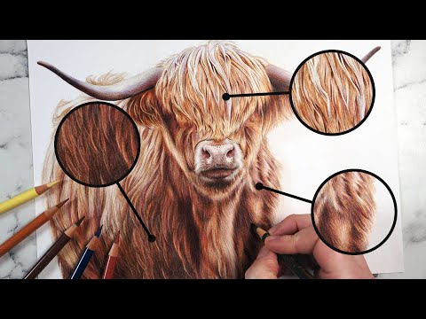 Видео: 3 вида меха на одном рисунке — урок рисования цветными карандашами