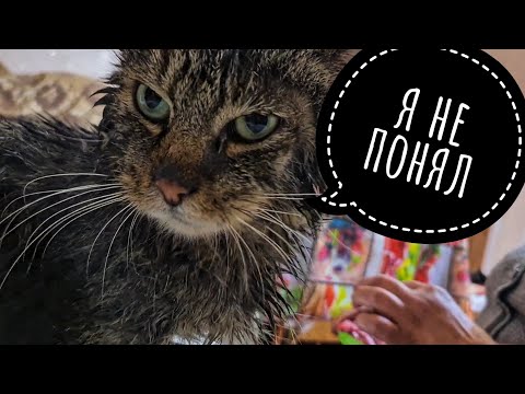 Видео: Наконец решили искупать КУЗЮ😱
