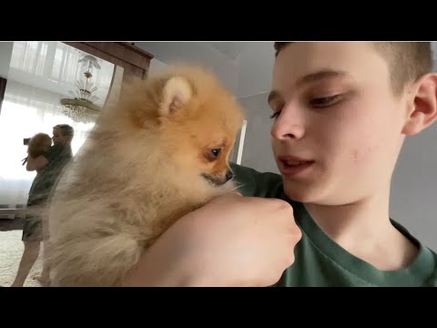 Видео: Ева осваивается в новом доме | учим команды | пробуем причесать