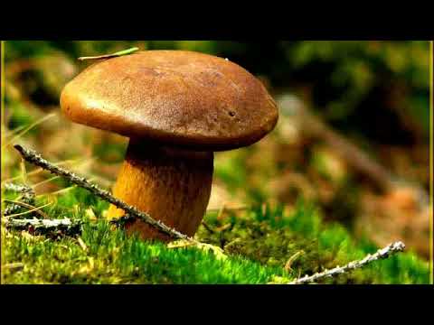 Видео: Ошо - Вечерние медитации,  03. Прыжок из тьмы к свету, озвучивает Nikosho.