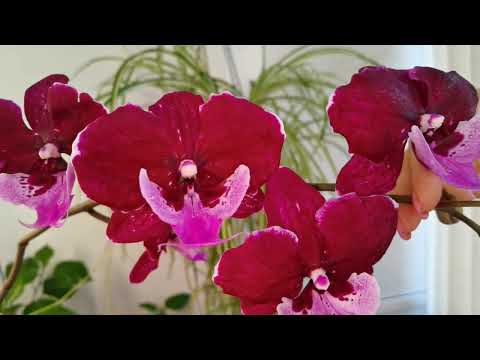 Видео: Ухаживаем. Выращиваем. Для чего. Чтобы ВИДЕТЬ ЭТО. Некоторые орхидеи сбросили цветы. Предположения.