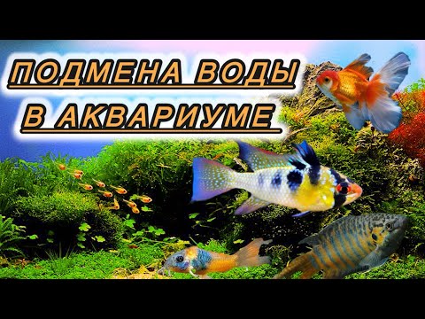 Видео: Как часто подменивать воду в аквариуме? 