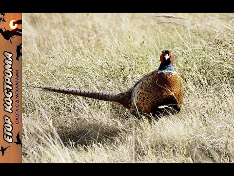 Видео: Охота на фазана. "Как по писанному"...