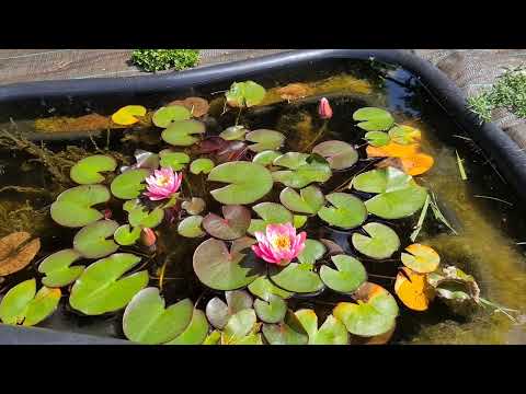 Видео: 190. Сборная солянка 24.06.24- 07.07.24. Moules frites.