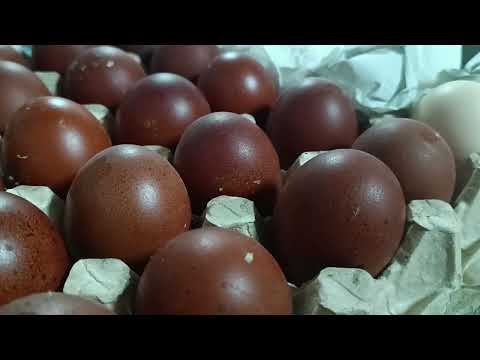 Видео: Новые Мараны !