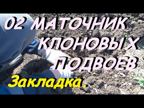 Видео: КАК РАЗМНОЖАТЬ САЖЕНЦЫ ЯБЛОНИ В МАТОЧНИКЕ.Видео №2.Закладка маточнка.