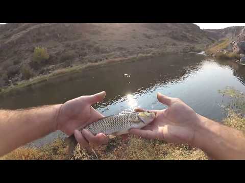 Видео: Рыбалка в Армении. Голавль на спиннинг / Fishing in Armenia. Lure fishing for chub