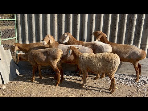 Видео: 6 бай КЫЗЫЛ койлор сатылат🤚🏼