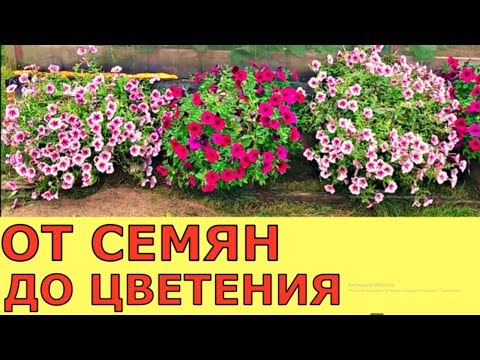 Видео: КАК ПРОСТО И БЫСТРО ВЫРАСТИТЬ ПЕТУНИЮ? ОТ СЕМЯН до ЦВЕТЕНИЯ ВСЕ В ОДНОМ ВИДЕО