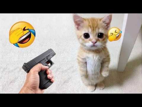 Видео: Самые смешные моменты с кошками и собаками в 2025 году 🤣