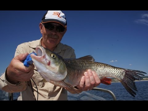 Видео: Константин Кузьмин. Август в Вольске (часть вторая).